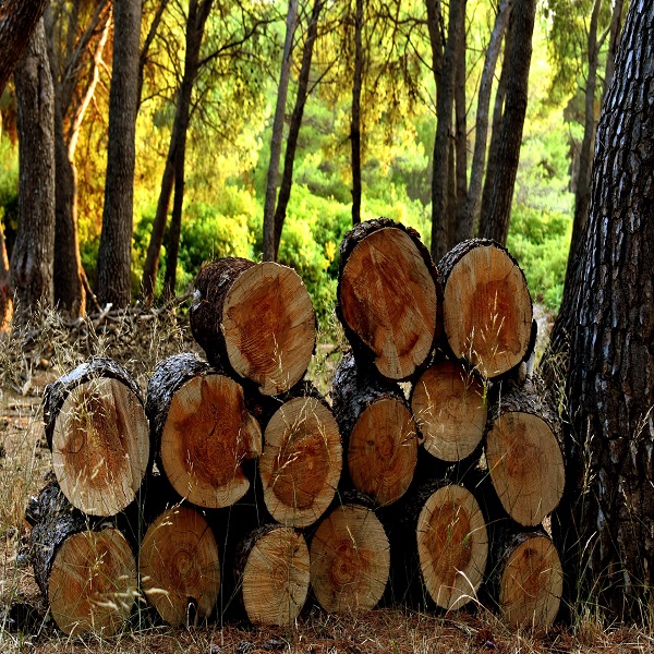 ویلای چوبی و خصوصیات لازم چوب