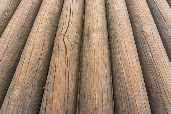 چوب درخت کاج