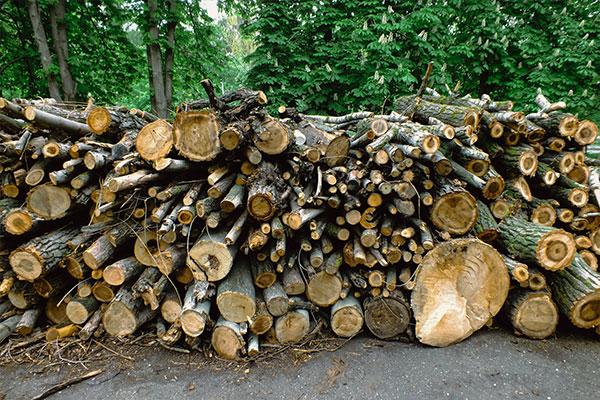 دسته بندی چوب بر اساس نوع چوب درختان